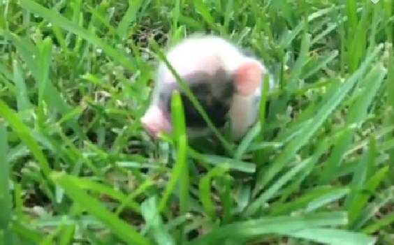 VIDEO – You Will Watch This Vine Of A Baby Piglet Prancing Through The Grass On Loop VIDEO – You Will Watch This Vine Of A Baby Piglet Prancing Through The Grass On Loop