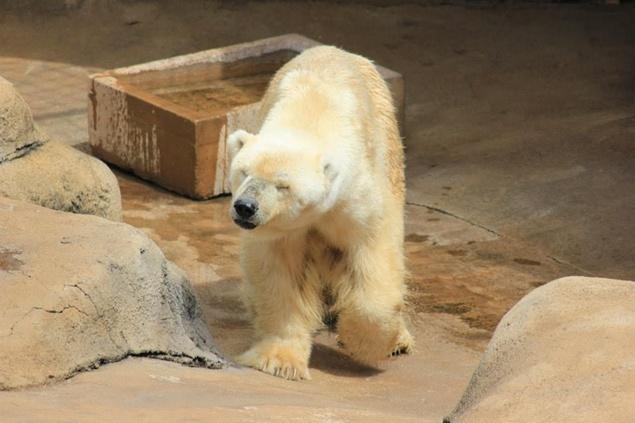 Last Polar Bear In Africa Dies Apparently Of A Broken Heart