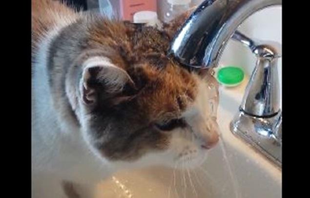 VIDEO: This Cat Hasn’t Quite Mastered How To Drink Water Out of The Sink VIDEO: This Cat Hasn’t Quite Mastered How To Drink Water Out of The Sink