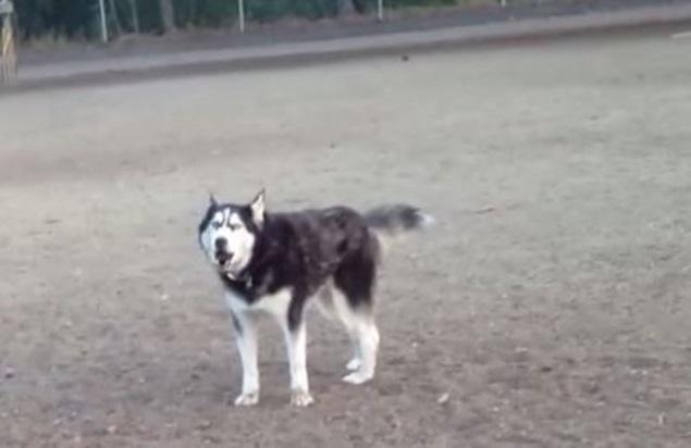 That’s Gas: The Funniest Video We’ve Seen This Week