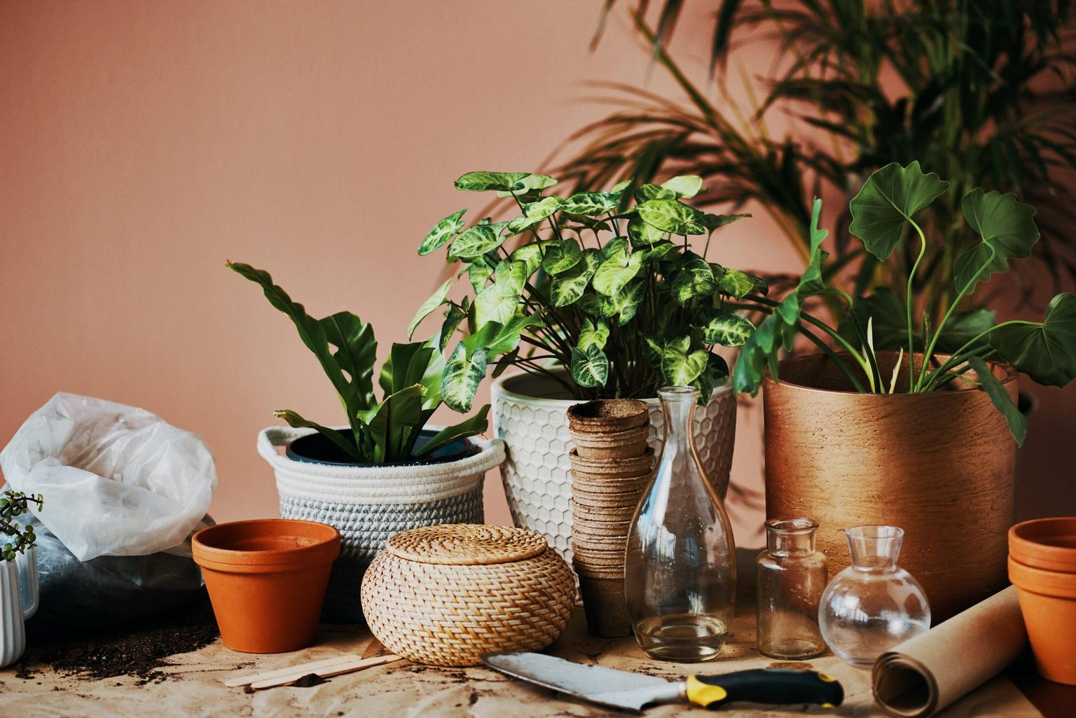 6 low-maintenance house plants that are impossible to kill