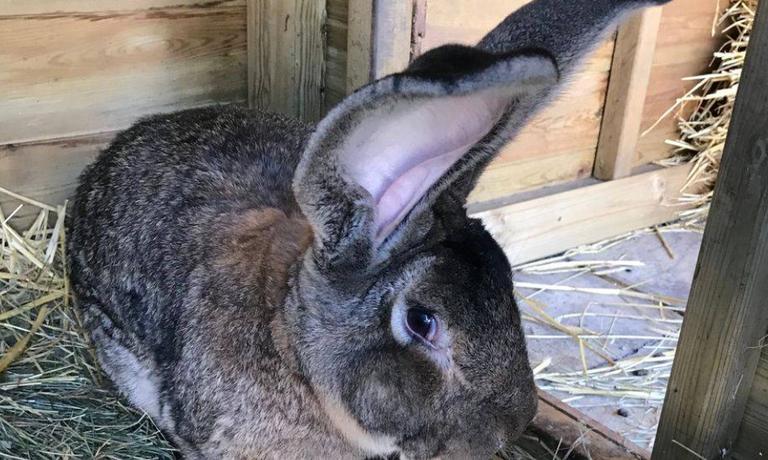 World’s biggest rabbit ‘Darius’ stolen from home World’s biggest rabbit ‘Darius’ stolen from home