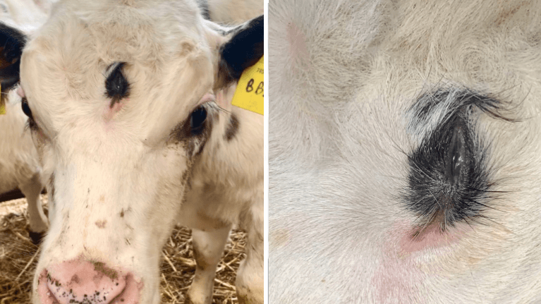 Rare three-eyed cow born on farm in Wales will sadly still be eaten Rare three-eyed cow born on farm in Wales will sadly still be eaten