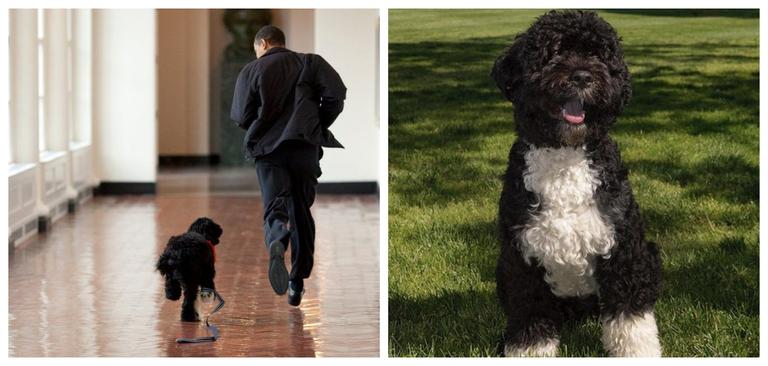 “Our best friend and loyal companion” – Barack and Michelle Obama’s dog, Bo, has died “Our best friend and loyal companion” – Barack and Michelle Obama’s dog, Bo, has died