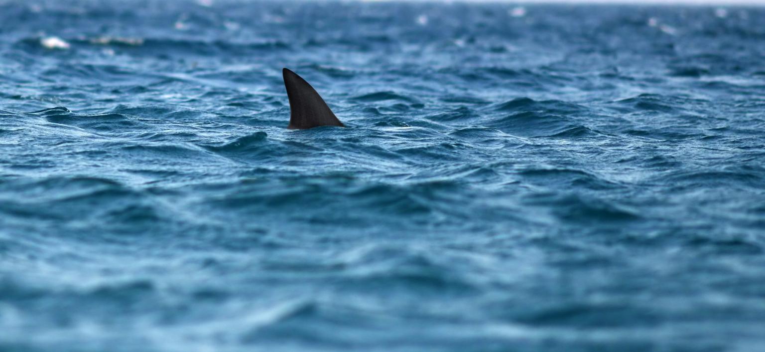 Man dies following shark attack in Australia