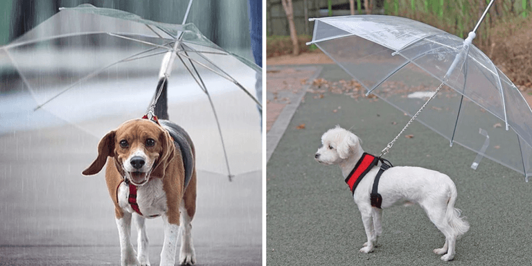 Dog owners are going crazy for this Dublin man’s pet umbrellas Dog owners are going crazy for this Dublin man’s pet umbrellas
