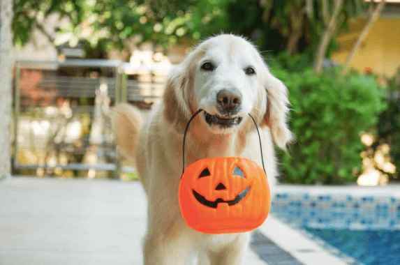 We asked an expert on how to ensure your cats and dogs aren’t spooked this Halloween We asked an expert on how to ensure your cats and dogs aren’t spooked this Halloween