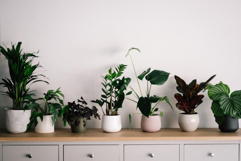 Huge rise in people naming their babies after house plants Huge rise in people naming their babies after house plants