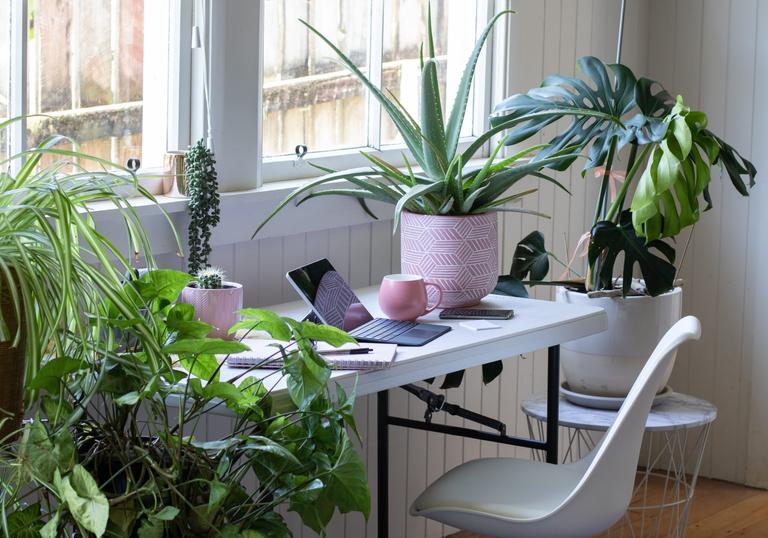 Millennials are all obsessed with house plants now, obviously Millennials are all obsessed with house plants now, obviously