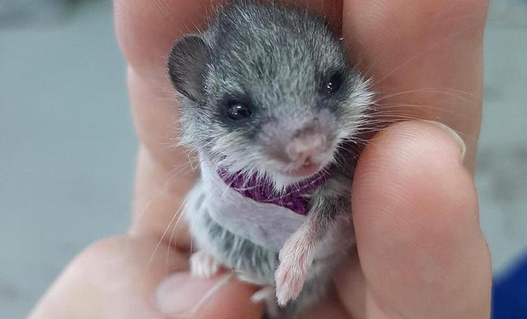 Adorable little mouse gets tiny sling after being attacked by cat Adorable little mouse gets tiny sling after being attacked by cat