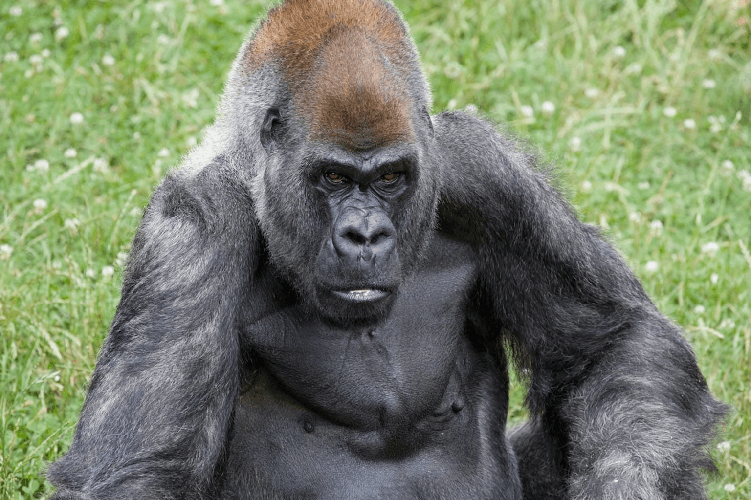 World’s oldest male gorilla sadly dies in US zoo
