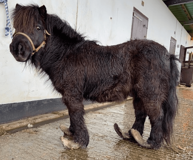 ISPCA rescue pony with extremely overgrown hooves ISPCA rescue pony with extremely overgrown hooves