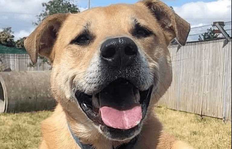 Adorable dog finds his “happily ever after” after 7 years waiting for forever home Adorable dog finds his “happily ever after” after 7 years waiting for forever home