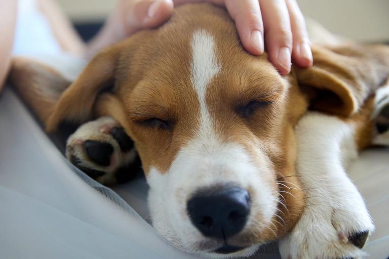 Dogs Trust calls for compassionate leave for bereaved pet owners Dogs Trust calls for compassionate leave for bereaved pet owners