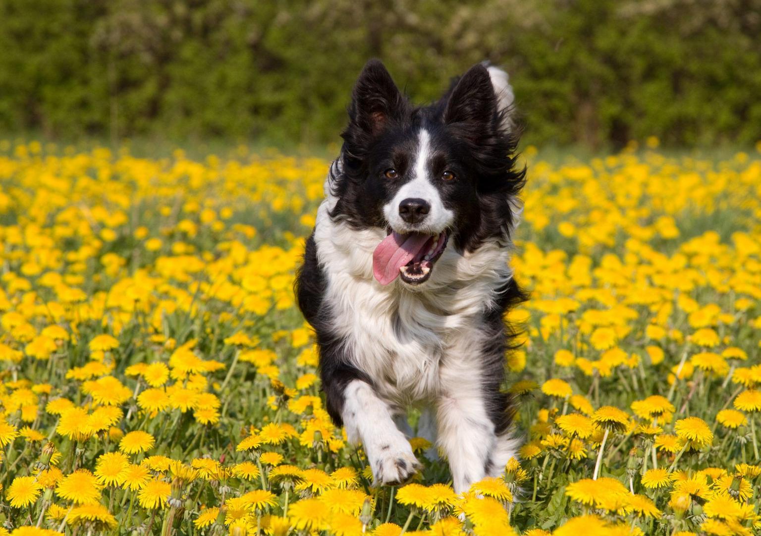 Ireland’s oldest dog Skippy has sadly passed away aged 27