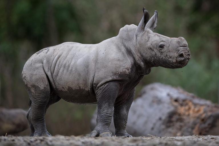 Dublin Zoo announces the birth of a baby rhino Dublin Zoo announces the birth of a baby rhino