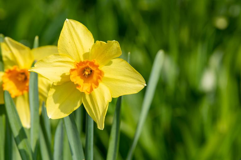Daffodil Day: Here’s how you can support the Irish Cancer Society Daffodil Day: Here’s how you can support the Irish Cancer Society