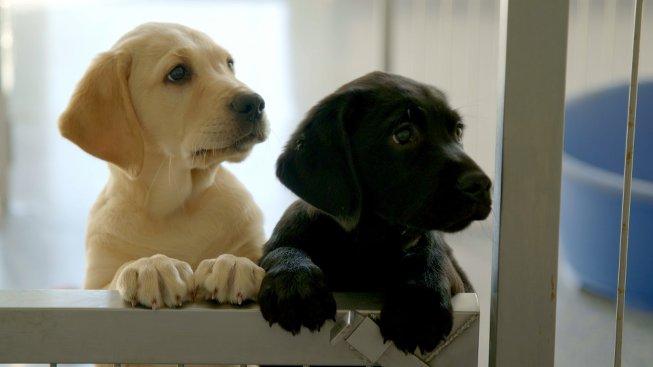 Dogs becoming victimised by cost of living crisis, ISPCA says Dogs becoming victimised by cost of living crisis, ISPCA says