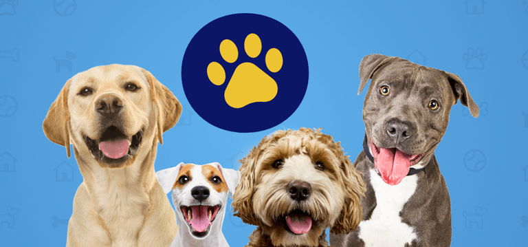 Dogitude: All you need to know about the biggest dog lovers’ festival at Causey Farm Dogitude: All you need to know about the biggest dog lovers’ festival at Causey Farm