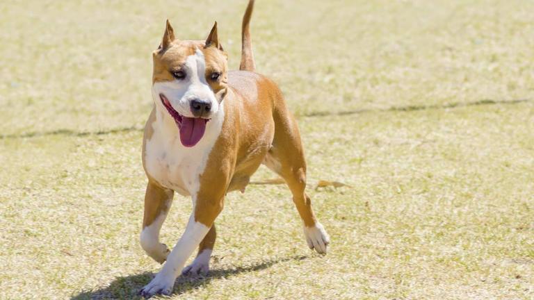 Owners of dogs with cropped ears to face fines or prison with new legislation Owners of dogs with cropped ears to face fines or prison with new legislation