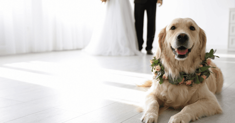 Bride left shocked when friend demands wedding invite for her dog Bride left shocked when friend demands wedding invite for her dog