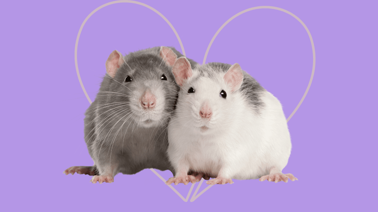 One zoo is letting people name a cockroach or rat after their exes to feed to the animal residents