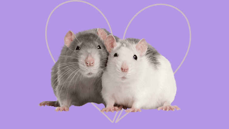 One zoo is letting people name a cockroach or rat after their exes to feed to the animal residents One zoo is letting people name a cockroach or rat after their exes to feed to the animal residents