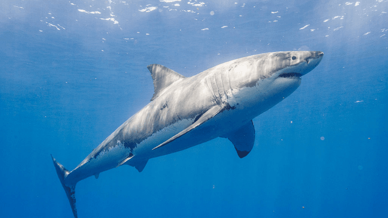‘Great white shark’ spotted swimming off Irish coast by fisherman ‘Great white shark’ spotted swimming off Irish coast by fisherman