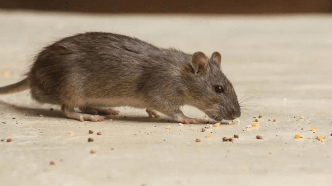 ‘Widespread rodent infestation’ discovered at Dublin creche