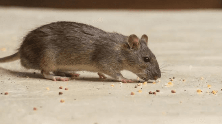 ‘Widespread rodent infestation’ discovered at Dublin creche ‘Widespread rodent infestation’ discovered at Dublin creche