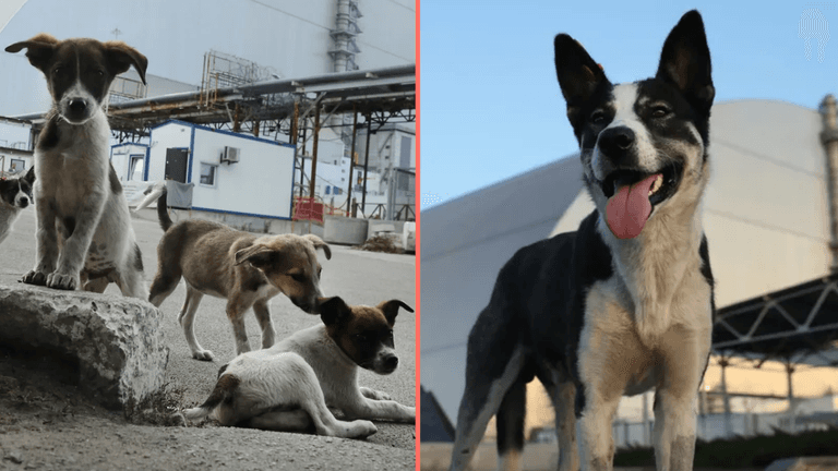 Dogs living in Chernobyl exclusion zone have mutated to develop new superpower Dogs living in Chernobyl exclusion zone have mutated to develop new superpower