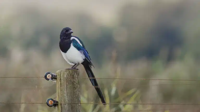 People given warning on what to do if they see magpies in their garden this winter People given warning on what to do if they see magpies in their garden this winter