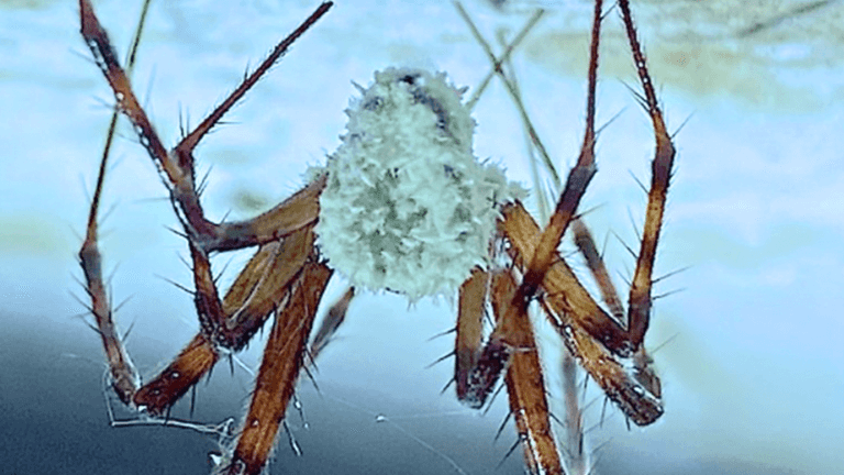 ‘Zombie spiders’ infected by fungus found in Ireland ‘Zombie spiders’ infected by fungus found in Ireland