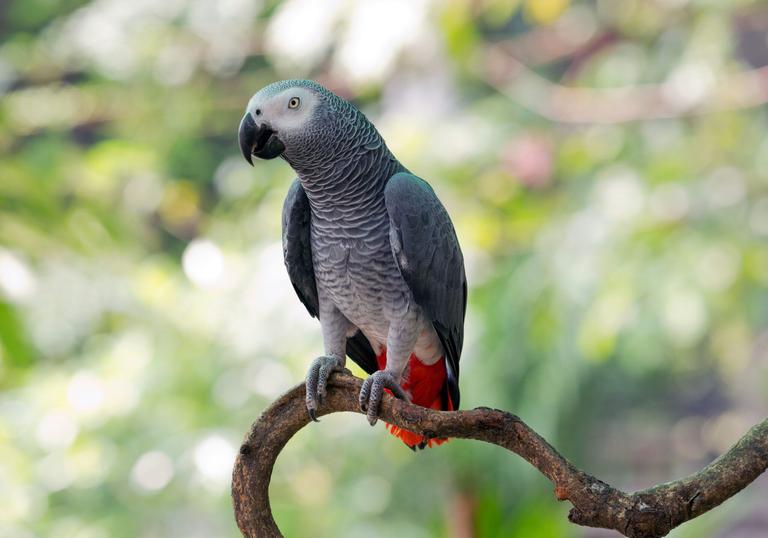 Woman stranded as airline refuses to allow ‘support parrot’ on flight Woman stranded as airline refuses to allow ‘support parrot’ on flight