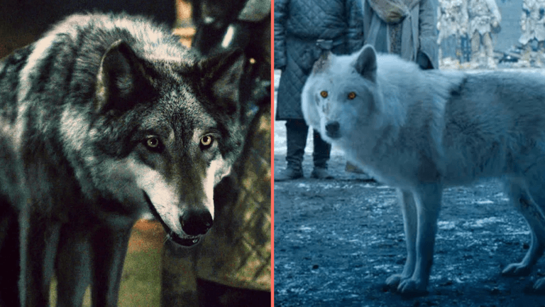 Scientists announce the dire wolf has been brought back from extinction Scientists announce the dire wolf has been brought back from extinction