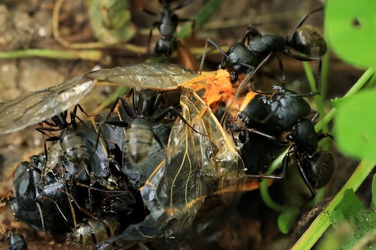 Experts warn flying ant day could be worse than ever this year Experts warn flying ant day could be worse than ever this year