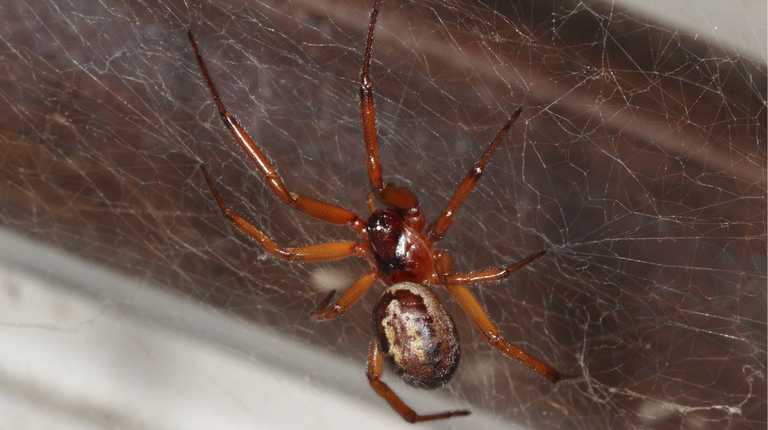 Warnings issued as Ireland’s ‘most dangerous spider’ invades homes this month Warnings issued as Ireland’s ‘most dangerous spider’ invades homes this month