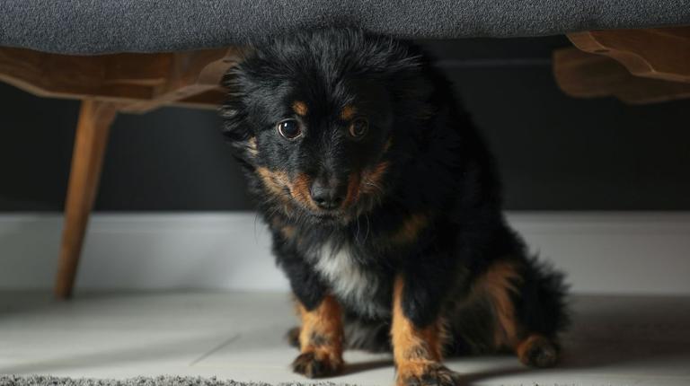 Dog owners praise ‘amazing’ device that keeps pets calm during fireworks Dog owners praise ‘amazing’ device that keeps pets calm during fireworks